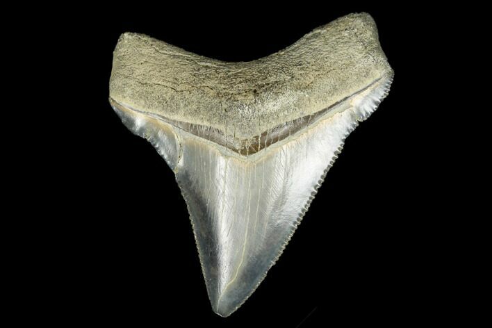 Serrated, Fossil Chubutensis Tooth - Aurora, North Carolina #176594